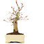 Acer palmatum, 19 cm, ± 20 ans