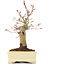 Acer palmatum, 19 cm, ± 20 jaar oud