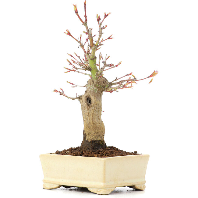 Acer palmatum, 19 cm, ± 20 ans