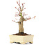 Acer palmatum, 19 cm, ± 20 ans