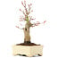 Acer palmatum, 19 cm, ± 20 years old