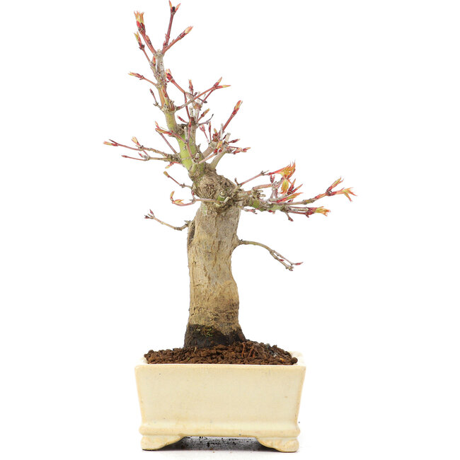 Acer palmatum, 19 cm, ± 20 years old