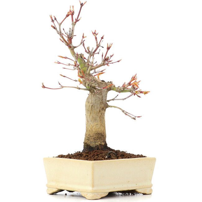 Acer palmatum, 19 cm, ± 20 anni