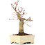 Acer palmatum, 19 cm, ± 20 years old