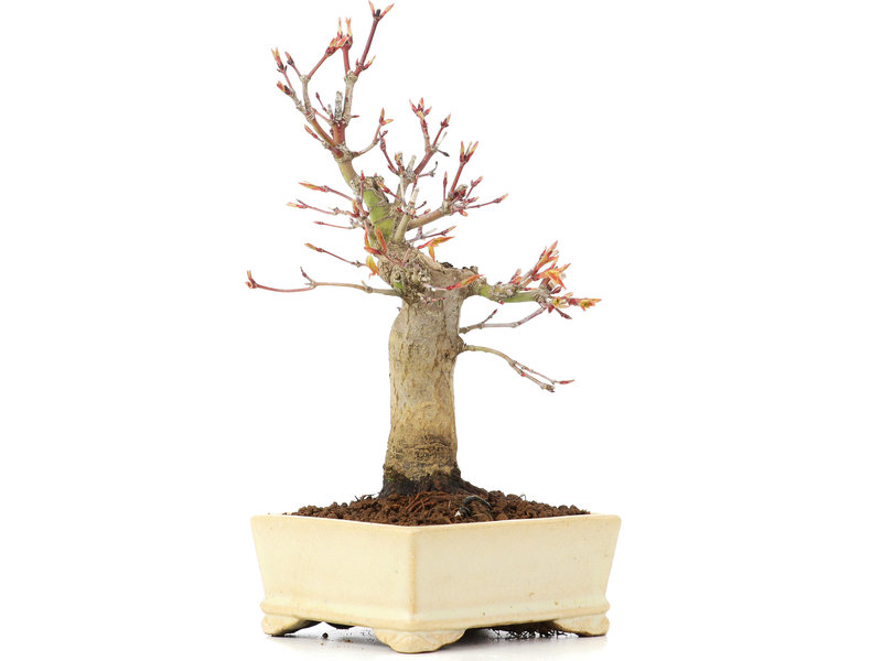 Acer palmatum, 19 cm, ± 20 jaar oud