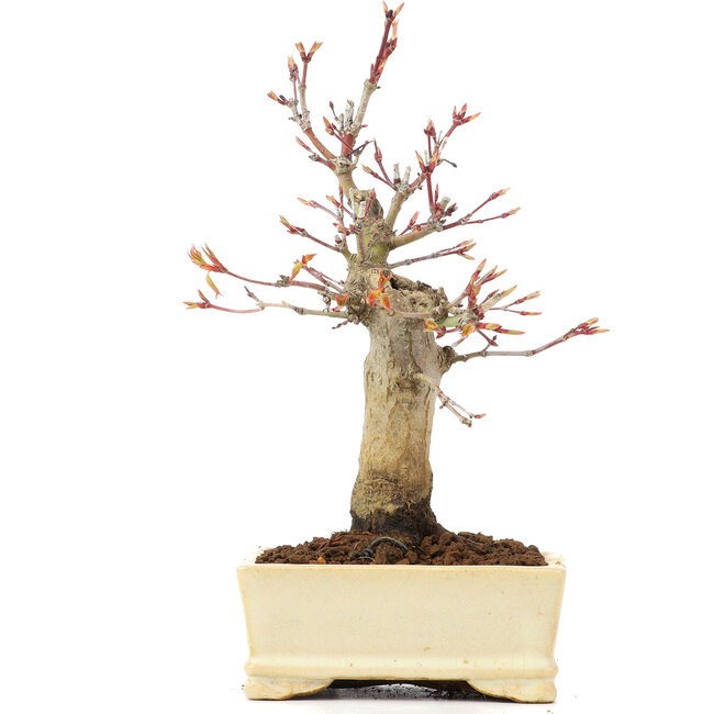 Acer palmatum, 19 cm, ± 20 ans