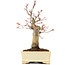 Acer palmatum, 19 cm, ± 20 ans