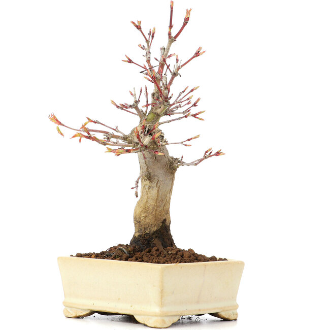 Acer palmatum, 19 cm, ± 20 anni