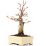 Acer palmatum, 19 cm, ± 20 ans
