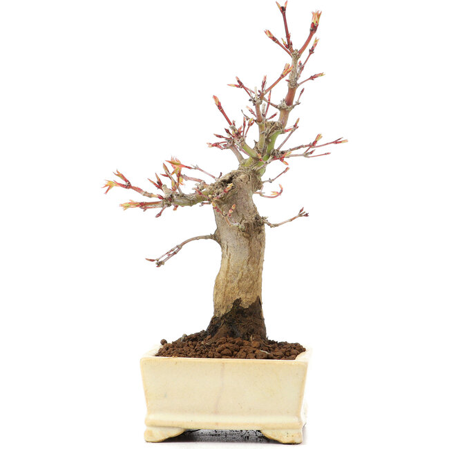 Acer palmatum, 19 cm, ± 20 Jahre alt