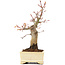 Acer palmatum, 19 cm, ± 20 years old