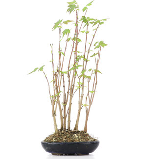 Acer buergerianum, 25 cm, ± 8 anni