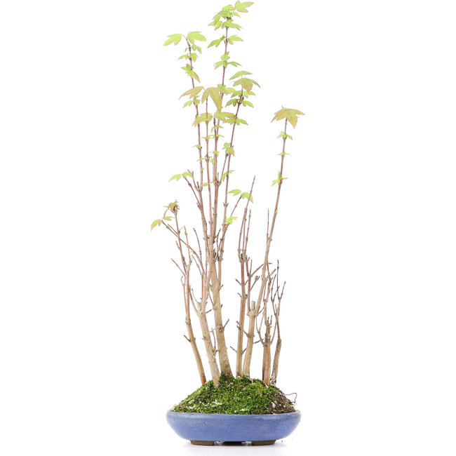 Acer buergerianum, 31 cm, ± 8 jaar oud