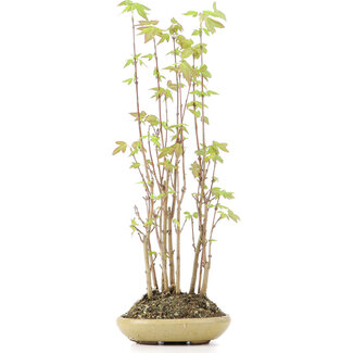 Acer buergerianum, 29 cm, ± 8 jaar oud