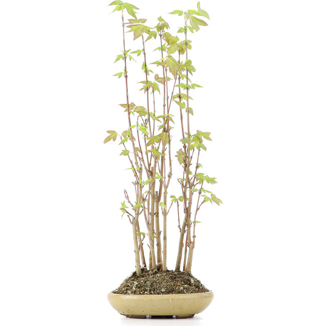 Acer buergerianum, 29 cm, ± 8 Jahre alt