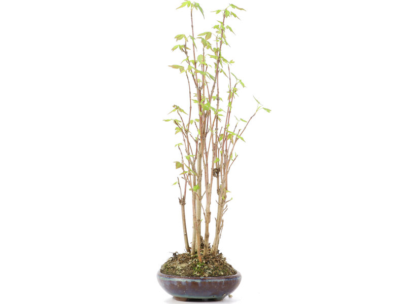 Acer buergerianum, 27 cm, ± 8 jaar oud