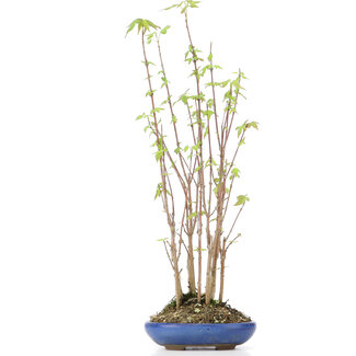 Acer buergerianum, 29 cm, ± 8 años