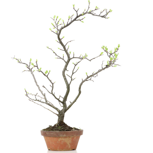 Pourthiaea villosa Decne, 47 cm, ± 15 Jahre alt