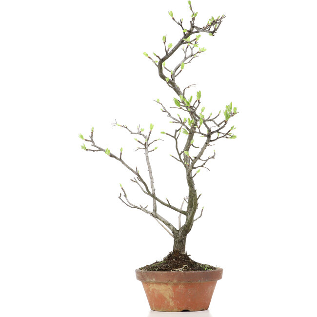 Pourthiaea villosa Decne, 47 cm, ± 15 Jahre alt