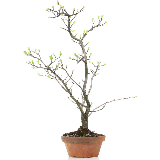 Pourthiaea villosa Decne, 47 cm, ± 15 Jahre alt