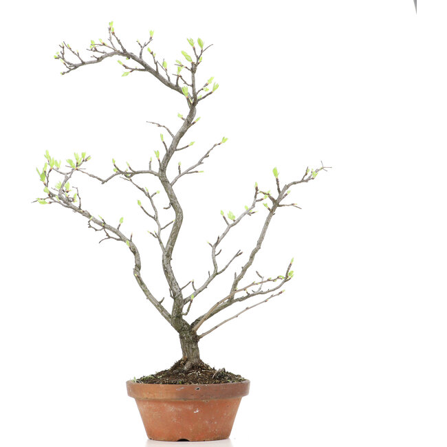 Pourthiaea villosa Decne, 47 cm, ± 15 años