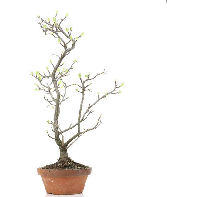 Pourthiaea villosa Decne, 47 cm, ± 15 jaar oud