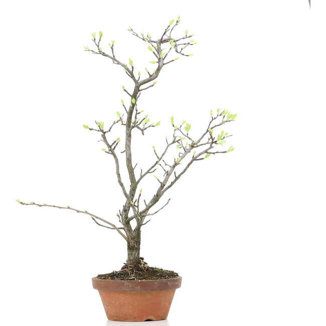 Pourthiaea villosa Decne, 47 cm, ± 15 Jahre alt