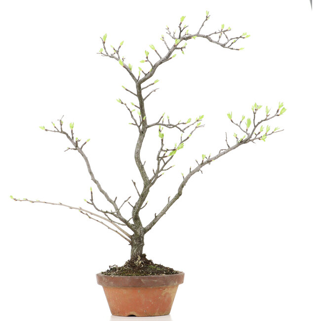 Pourthiaea villosa Decne, 47 cm, ± 15 years old