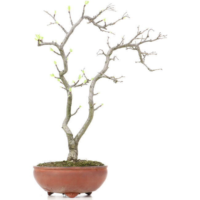 Pourthiaea villosa Decne, 33,5 cm, ± 15 years old, in a handmade Japanese pot