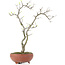 Pourthiaea villosa Decne, 33,5 cm, ± 15 years old, in a handmade Japanese pot