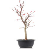 Acer palmatum Deshojo, 42 cm, ± 12 jaar oud