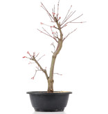 Acer palmatum Deshojo, 41 cm, ± 12 jaar oud