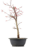 Acer palmatum Deshojo, 41 cm, ± 12 jaar oud