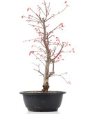 Acer palmatum Deshojo, 39 cm, ± 12 jaar oud