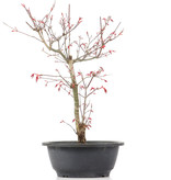 Acer palmatum Deshojo, 36 cm, ± 12 jaar oud