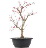 Acer palmatum Deshojo, 34 cm, ± 12 jaar oud