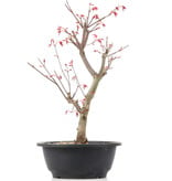 Acer palmatum Deshojo, 34 cm, ± 12 jaar oud