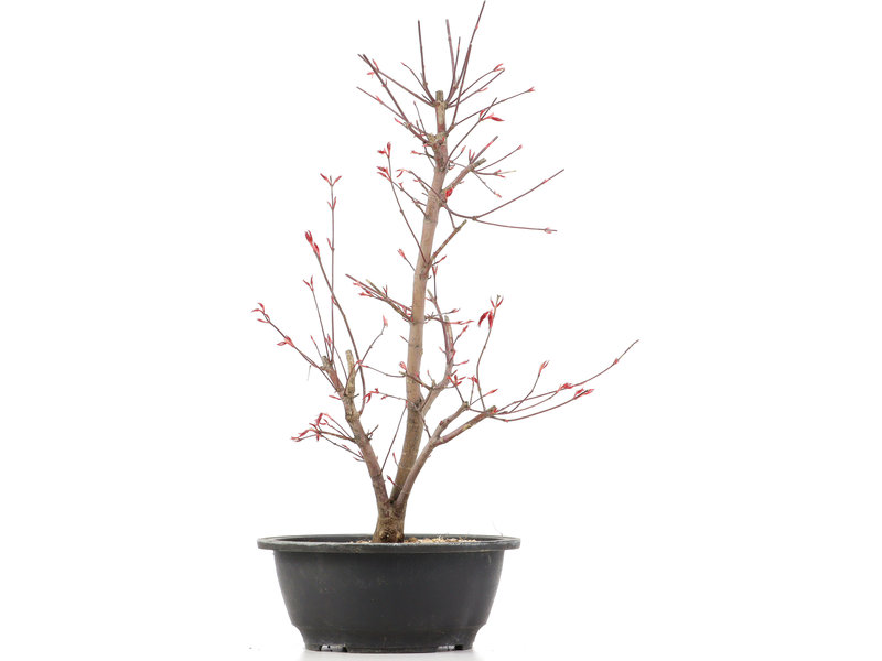 Acer palmatum Deshojo, 42 cm, ± 12 jaar oud