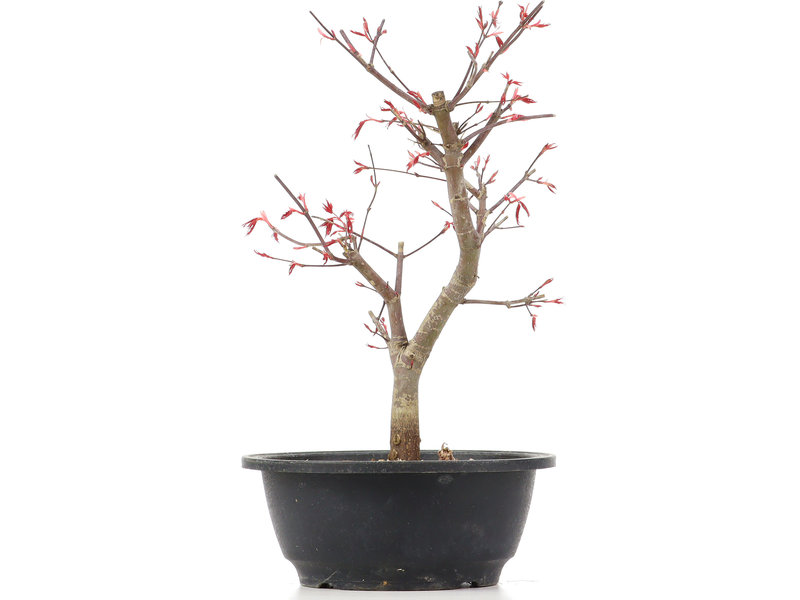 Acer palmatum Deshojo, 30 cm, ± 12 jaar oud