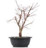 Acer palmatum Deshojo, 31 cm, ± 12 jaar oud