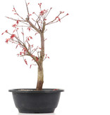 Acer palmatum Deshojo, 31 cm, ± 12 jaar oud