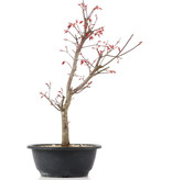 Acer palmatum Deshojo, 40 cm, ± 12 jaar oud