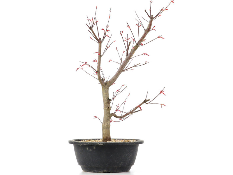 Acer palmatum Deshojo, 38 cm, ± 12 jaar oud