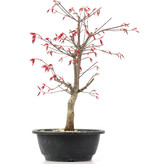 Acer palmatum Deshojo, 38 cm, ± 12 jaar oud
