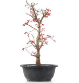 Acer palmatum Deshojo, 35 cm, ± 12 jaar oud