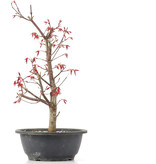 Acer palmatum Deshojo, 36,5 cm, ± 12 jaar oud
