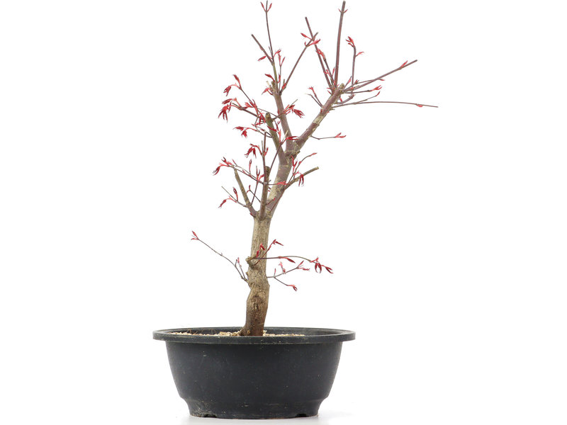 Acer palmatum Deshojo, 35 cm, ± 12 jaar oud
