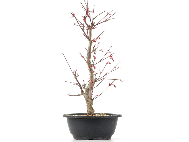 Acer palmatum Deshojo, 39 cm, ± 12 jaar oud