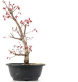 Acer palmatum Deshojo, 32 cm, ± 12 jaar oud