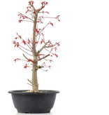 Acer palmatum Deshojo, 37 cm, ± 12 jaar oud